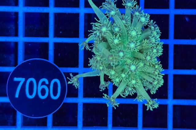 Goniopora - 7060_20