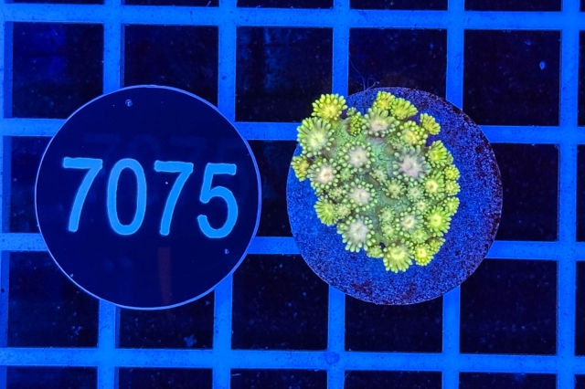 Goniopora -   7075_20