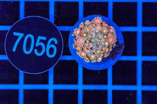 Goniopora - 7056_20