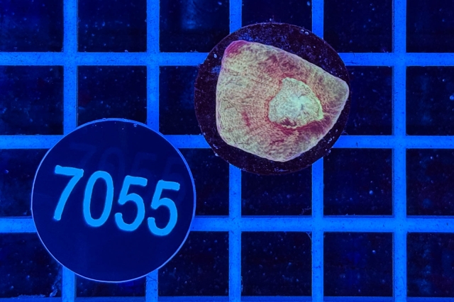 Goniastrea