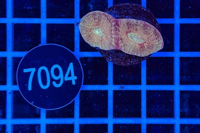 Goniastrea - 7094_20