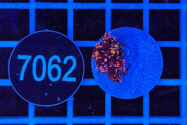 Goniopora - 7062_20