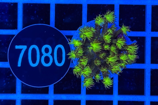 Goniopora - 7080_20
