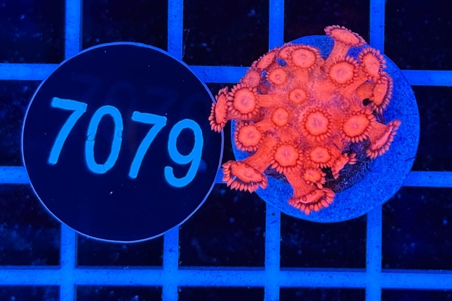 Goniopora
