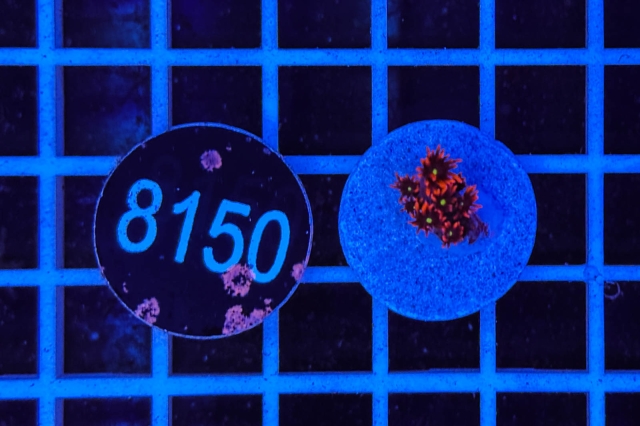 Goniopora - 8150_20