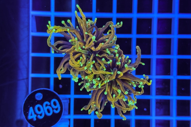 Euphyllia glabrescens