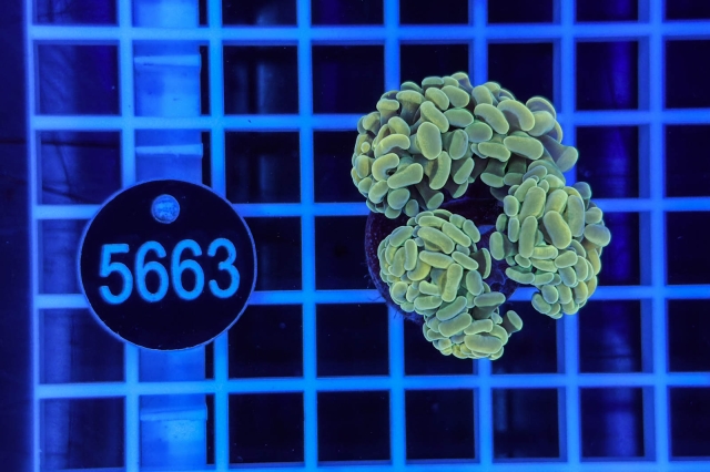 Euphyllia paraancora