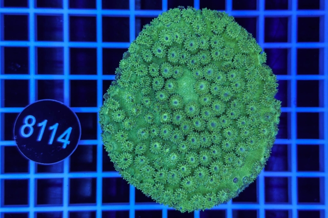 Turbinaria