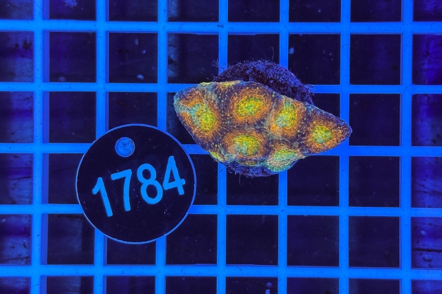 Acanthastrea echinata