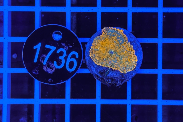Rhodactis