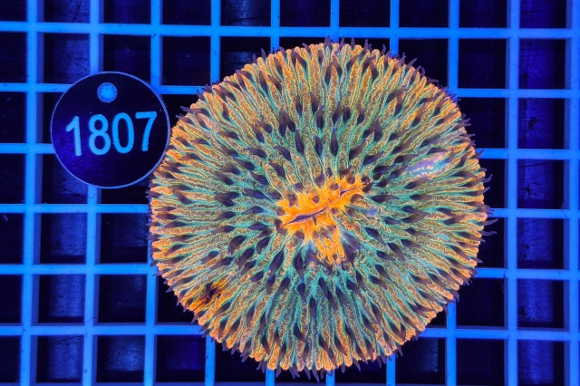 Fungia