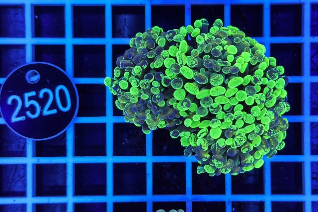 Euphyllia paraancora