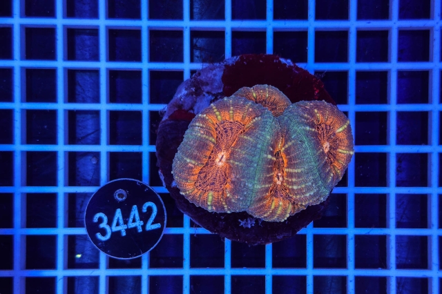 Lobophyllia