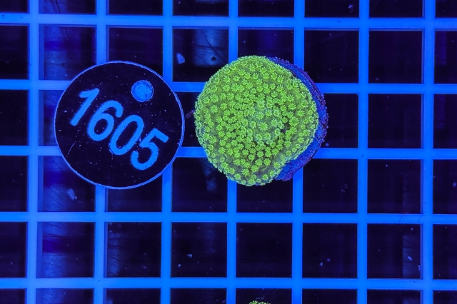 Acropora - 1605_20