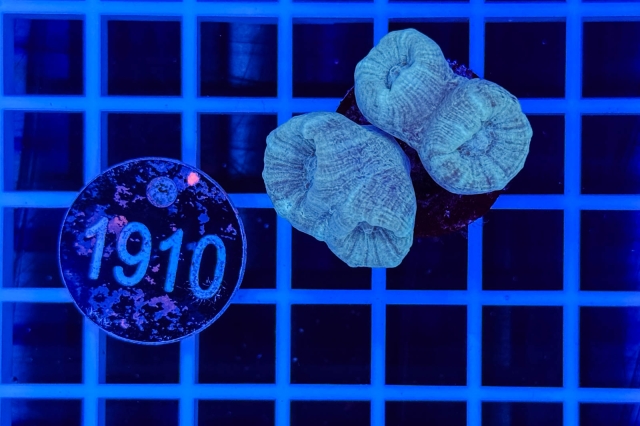 Caulastrea - 1910_20