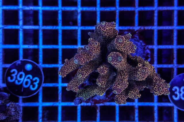 Acropora Indo Maricultured