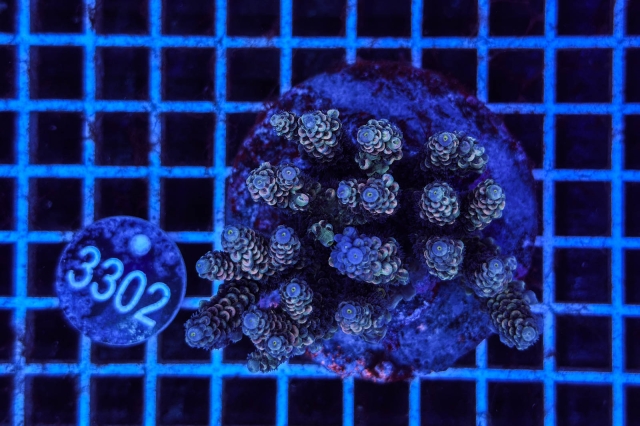 Acropora Indo Maricultured
