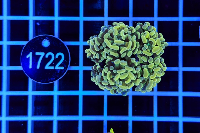 Euphyllia paraancora