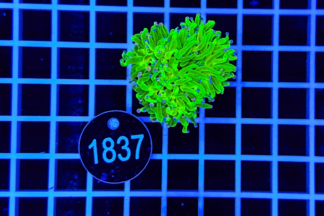 Euphyllia glabrescens