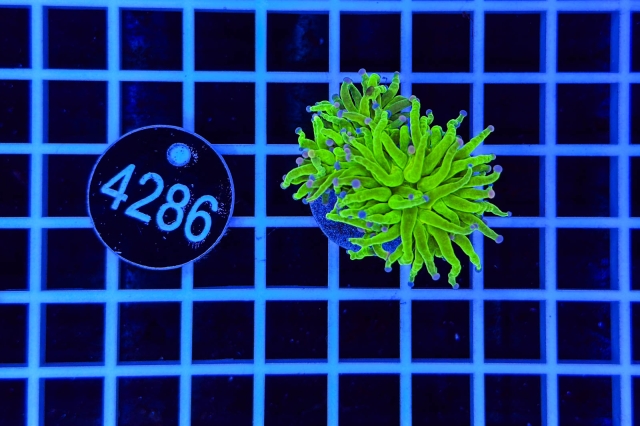Euphyllia glabrescens