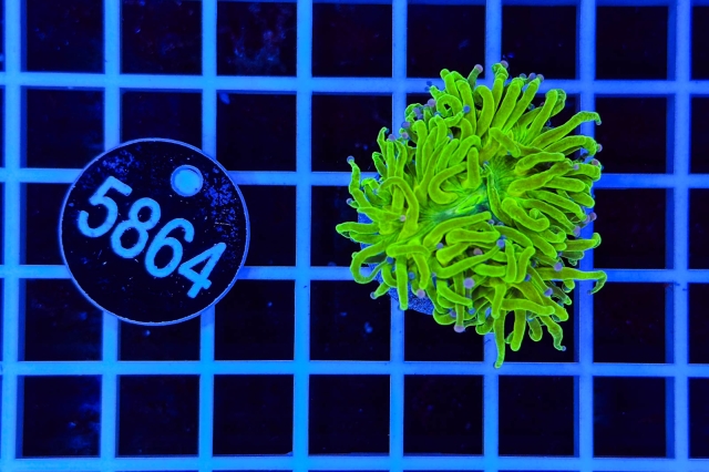 Euphyllia glabrescens