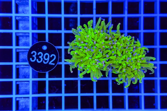 Euphyllia glabrescens