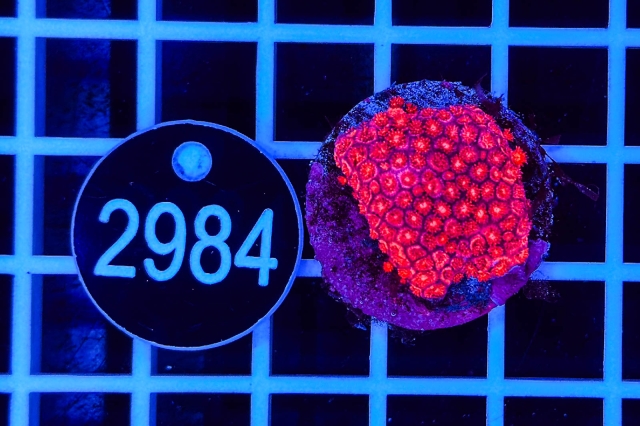 Goniopora