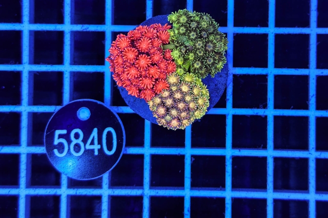 Goniopora Garden - 5840_20