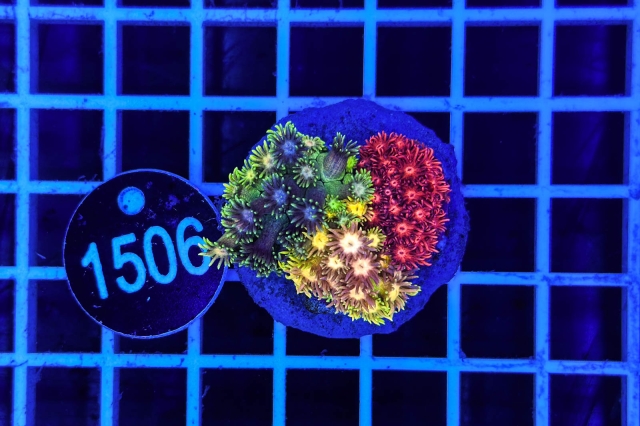 Goniopora Garden - 1506_20