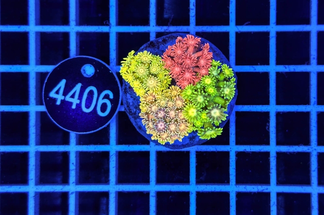 Goniopora Garden - 4406_20