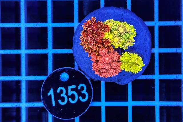 Goniopora Garden - 1353_20