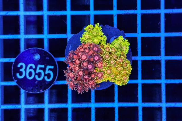 Goniopora Garden - 3655_20