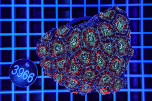 Acanthastrea lordhowensis - 3966_20