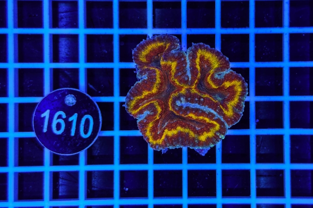 Symphyllia sp. - 1610_20