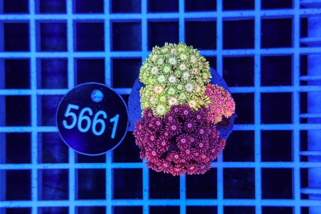 Goniopora Garden - 5661_20