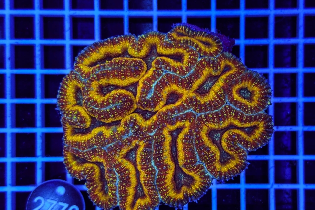 Symphyllia sp. - 36774_20