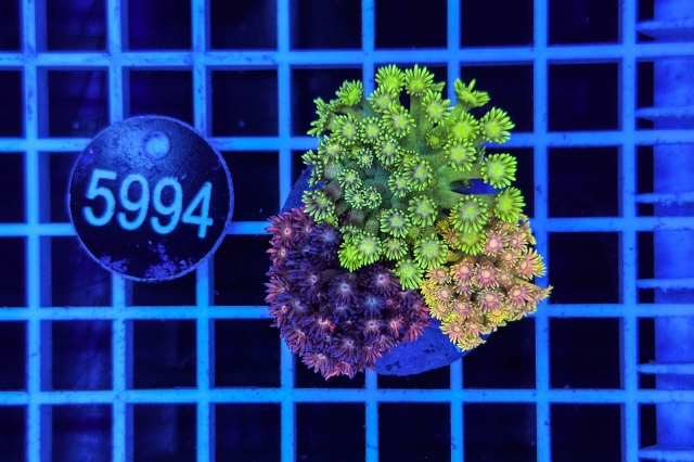 Goniopora Garden - 5994_20