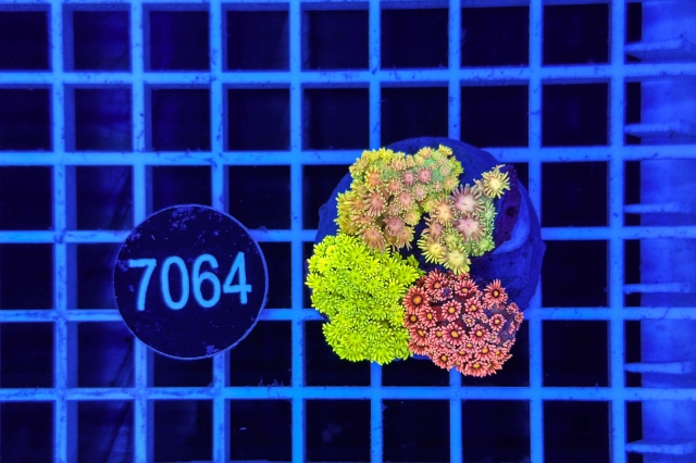 Goniopora Garden - 7064_20