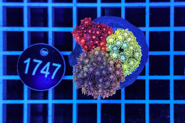 Goniopora Garden - 1747_20