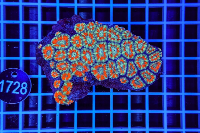 Acanthastrea lordhowensis - 1728_20