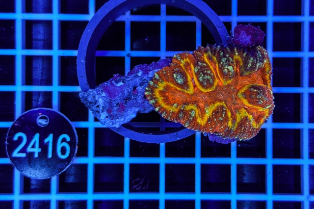 Symphyllia sp. - 2416_20