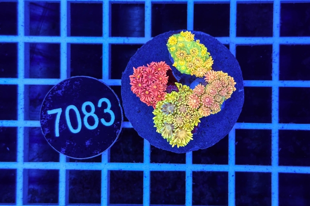 Goniopora Garden - 7083_20