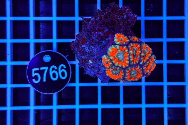 Acanthastrea lordhowensis - 5766_20