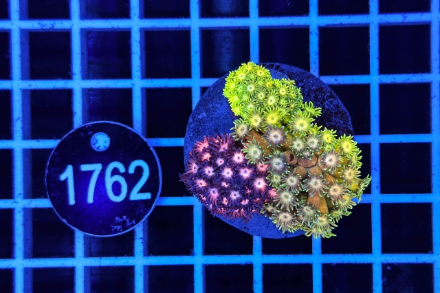 Goniopora Garden Goniopora Garden