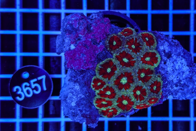 Acanthastrea lordhowensis - 3657_20