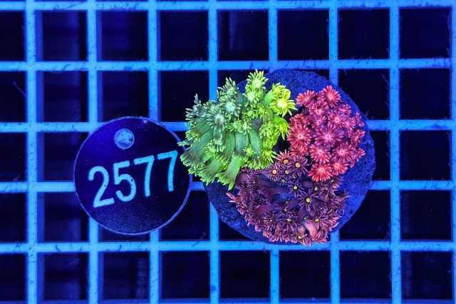 Goniopora Garden - 2577_20