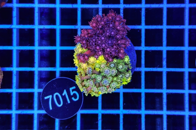 Goniopora Garden Goniopora Garden