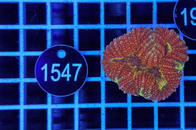 Symphyllia - 1547_20