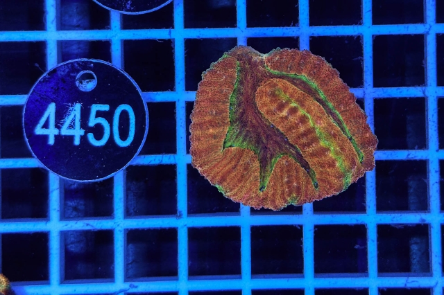 Symphyllia - 4450_20