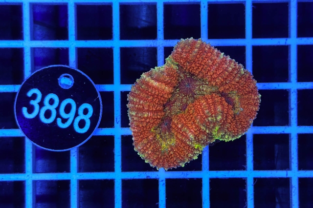 Symphyllia - 3898_20